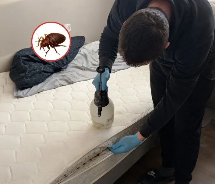 Technicien traitant un matelas contre les punaises de lit à Trilport